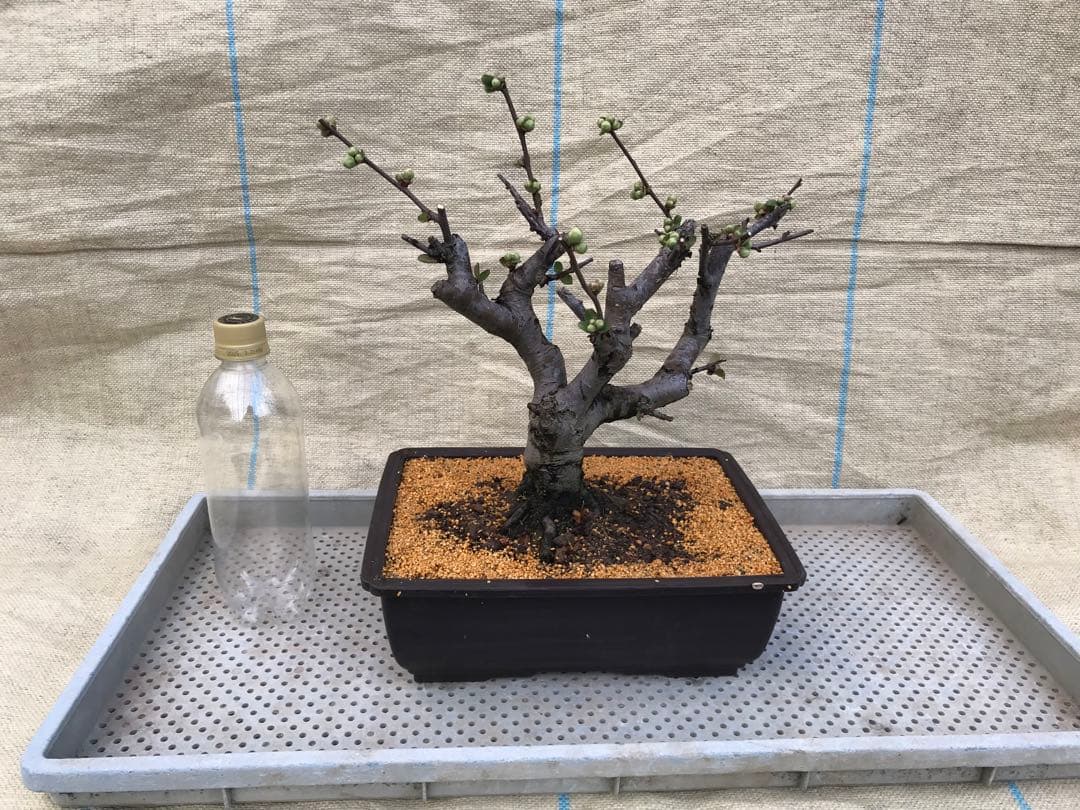 木瓜(ボケ)・放春花　日月星　角鉢(咲分け保証品)