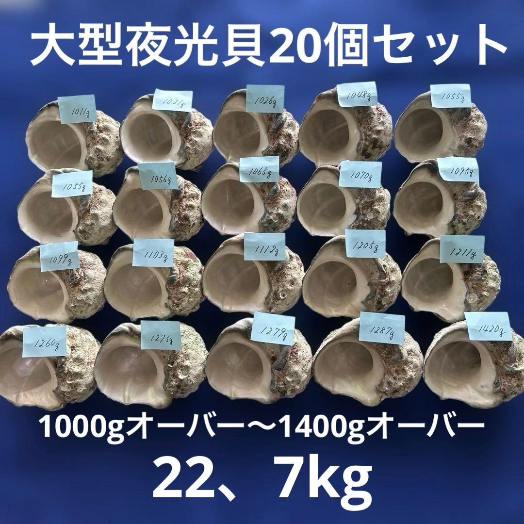 大型夜光貝　ヤコウ貝　まとめ売り　20個　　　22、7kg アクセサリー　ルアー
