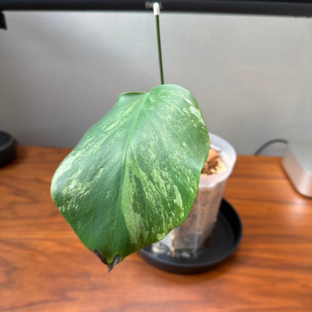 モンステラ・ポトス Monstera Borsigiana Cebublue mint 03