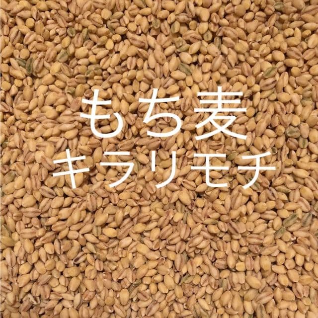 もち麦 キラリモチ 9キロ！