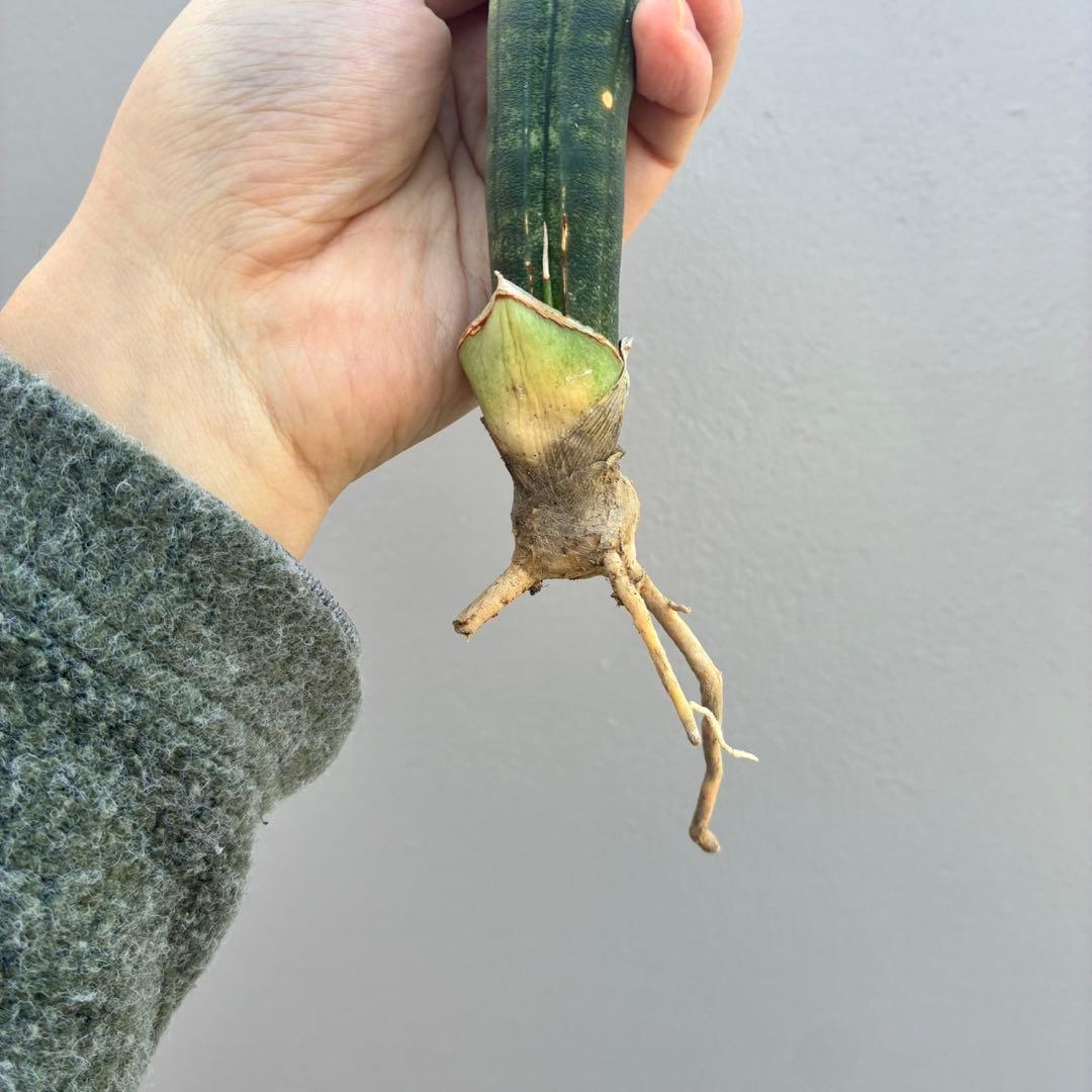 【超希少】サンセベリア タンザニア アルシャ