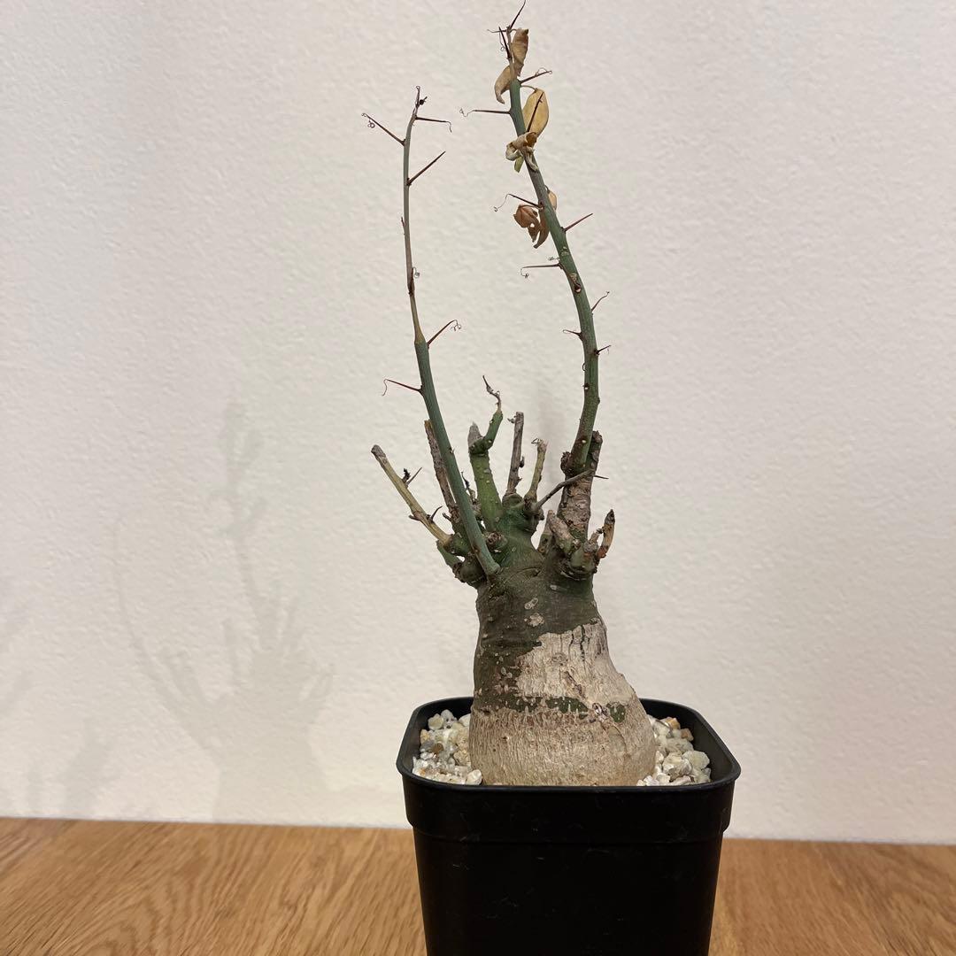 アデニア　スピノーサ　有名店購入