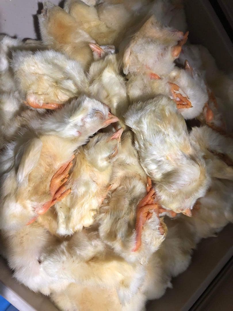 ヒヨコ　600羽　ふわふわ鮮度抜群！