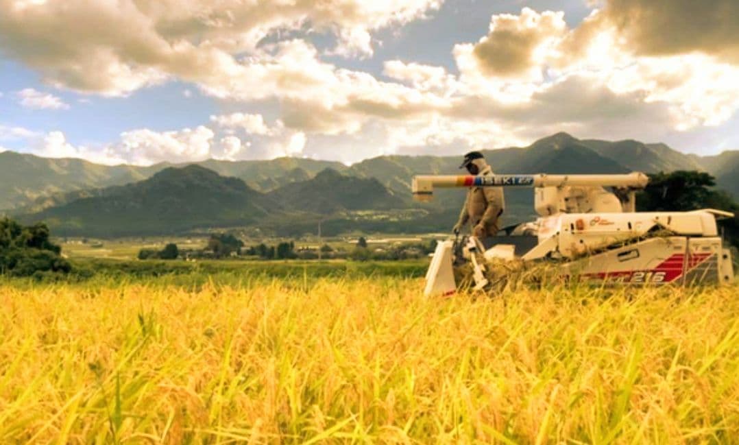 令和7年 自然栽培米 亀の尾20kg玄米