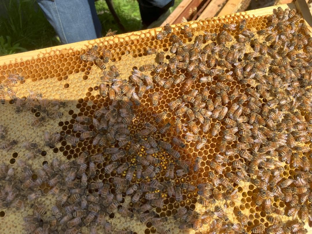 百花蜜 1000g 2本 長野県産 国産蜂蜜 生はちみつ セイヨウミツバチ a